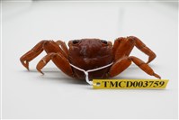 藏品(白紋方蟹)的圖片